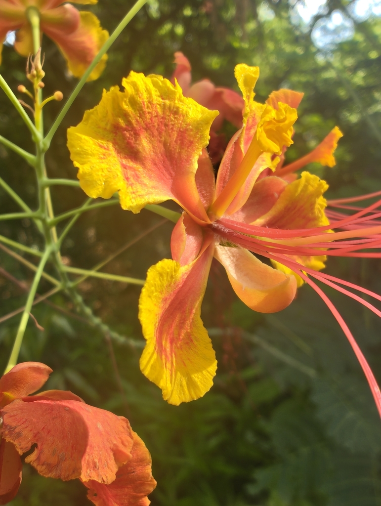 peacock flower from Maharashtra Nature Park, Sion Bandra Link Road ...