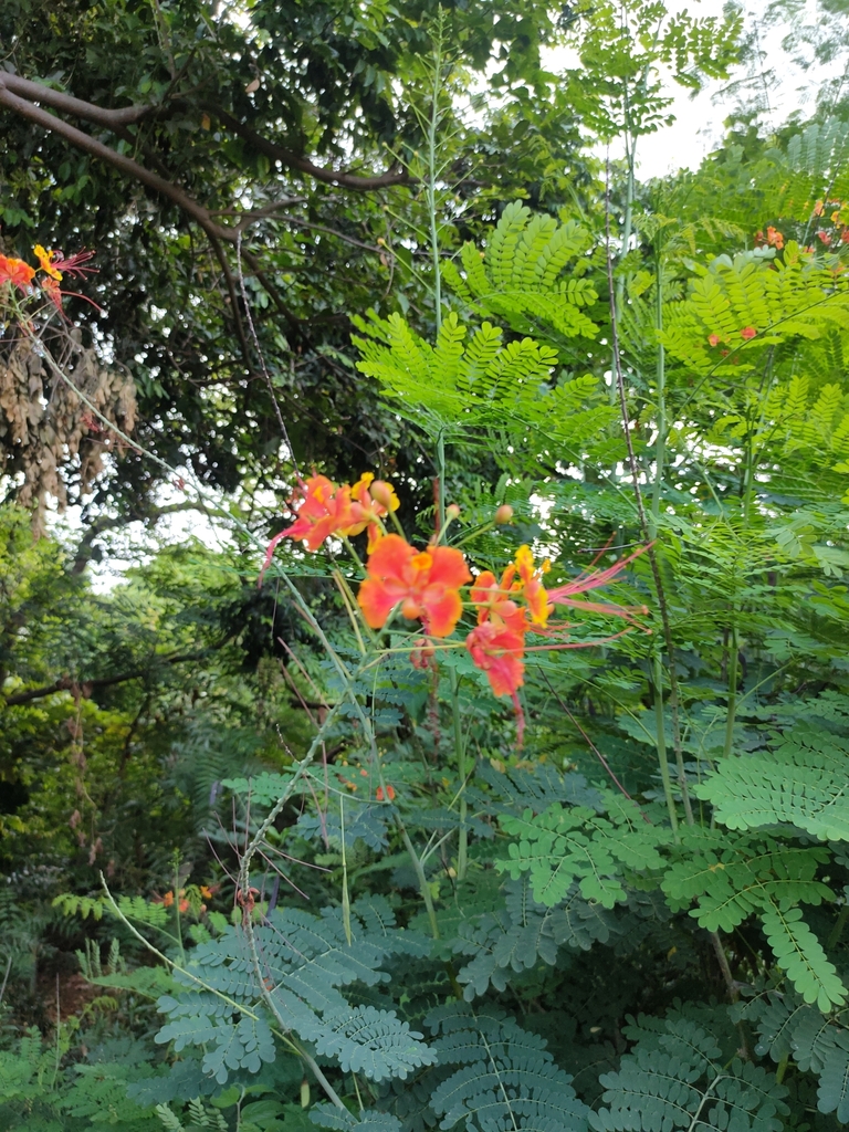 peacock flower from Maharashtra Nature Park, Sion Bandra Link Road ...