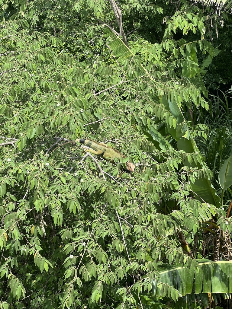Green Iguana in June 2024 by Carrington Boyd · iNaturalist