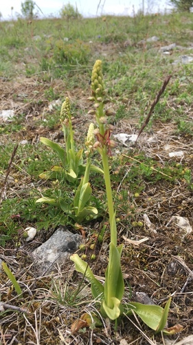 Man Orchid