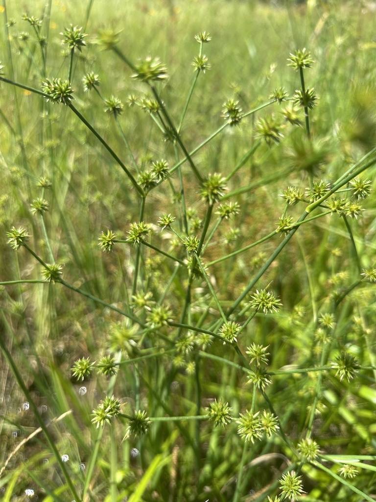 Round Rush Roundhead Rush from Gambill Wildlife Refuge, Sumner, TX, US on June 5 ...