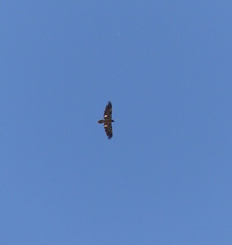 Avistamiento Quebrantahuesos (Sierra Nevada reintroducción)
