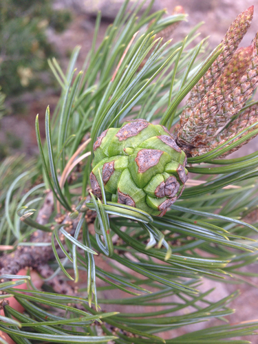 border pinyon