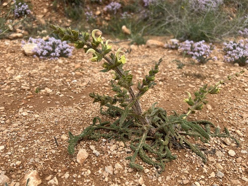 Salvia ceratophylla