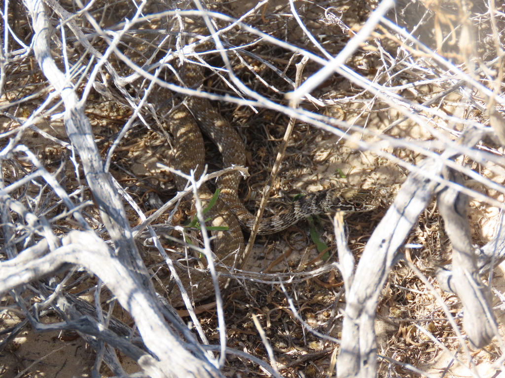 Coachwhip from Puerto Peñasco, Son., México on June 5, 2024 at 09:20 AM ...