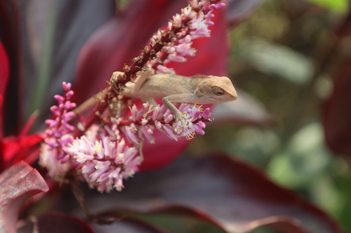 Oriental Garden Lizard
