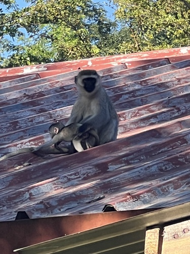 Vervet Monkey