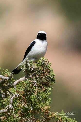 Western Black-eared Wheatear