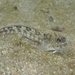 Istiblennius lineatus - Photo (c) ck_fan, todos los derechos reservados, subido por ck_fan