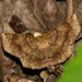 Common Metarranthis Moth - Photo (c) Timothy Reichard, all rights reserved, uploaded by Timothy Reichard