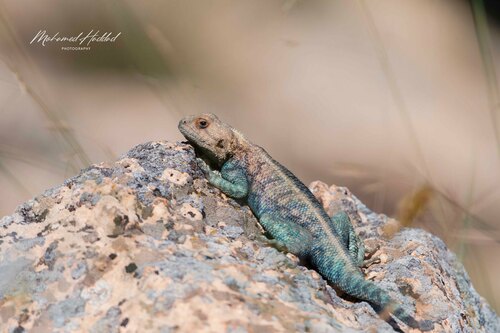 Bibron's Agama