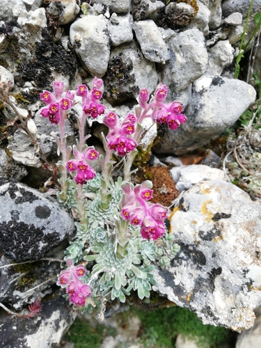 Saxifraga porophylla