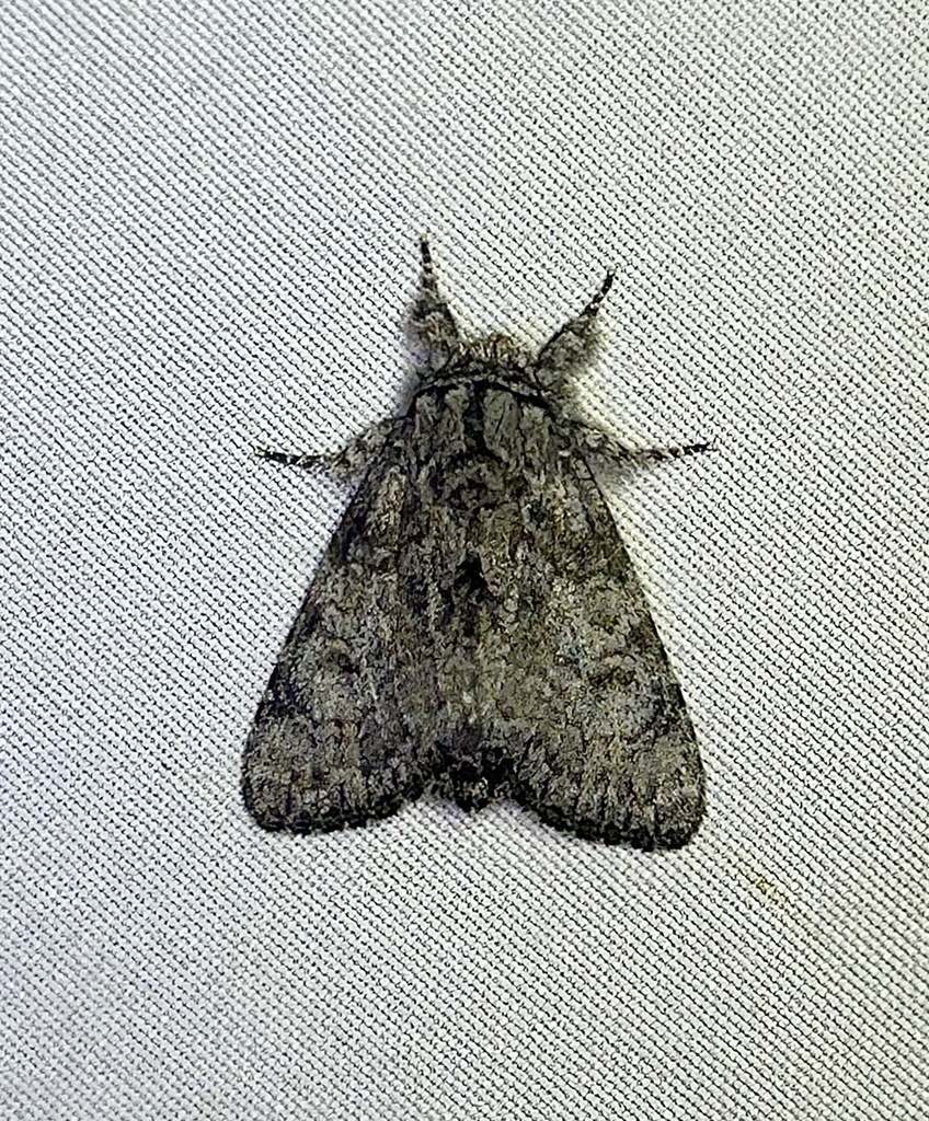 Broth Moth Brother Moth from Buena Vista Way, Berkeley, CA, US on June 6, 2024 at ...
