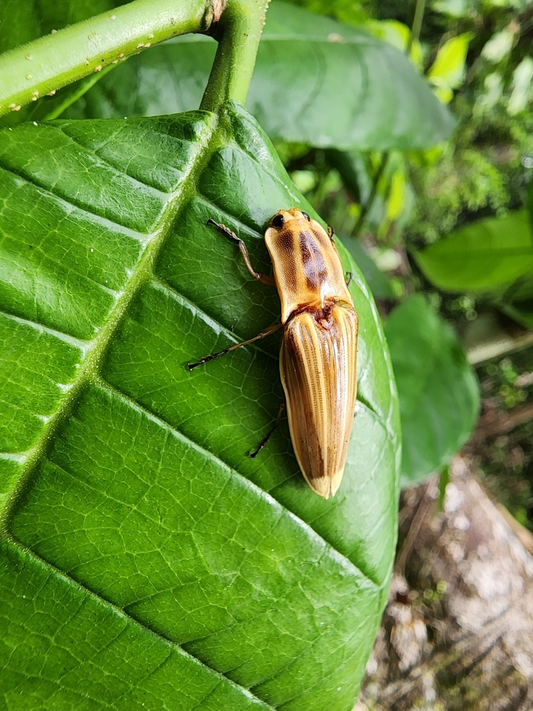 Semiotus ligneus from Golfito, CRPU, CR on January 15, 2024 at 1033
