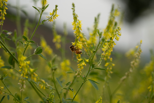 Western Honey Bee
