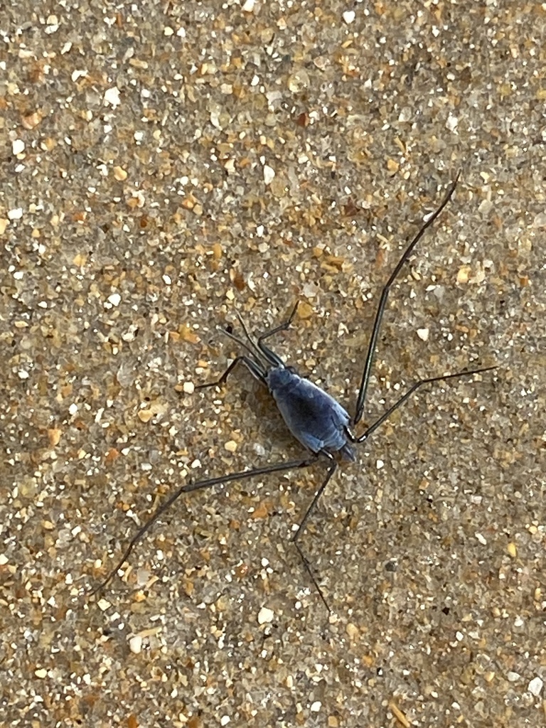 Common Sea Skater from Oceano Atlântico, Recife, PE, BR on June 6, 2024 ...