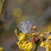 Mariposa Blanquiazul de Baja California - Photo (c) Bill Levine, todos los derechos reservados, subido por Bill Levine