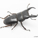 Giant Stag Beetle - Photo (c) Natthaphat Chotjuckdikul, all rights reserved, uploaded by Natthaphat Chotjuckdikul