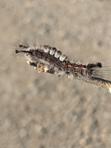 Western Tussock Moth
