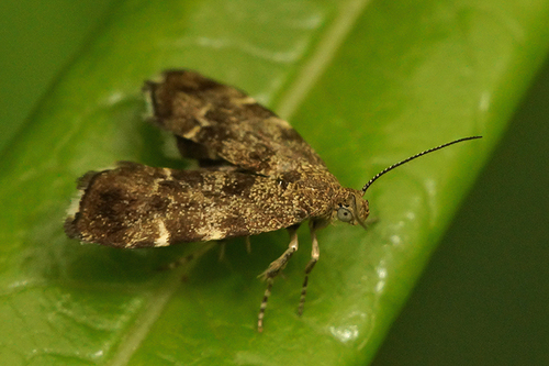 Common Nettle-tap