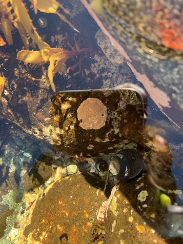 Thin Bubblegum Crust (Lithophyllum impressum)