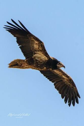 Egyptian Vulture