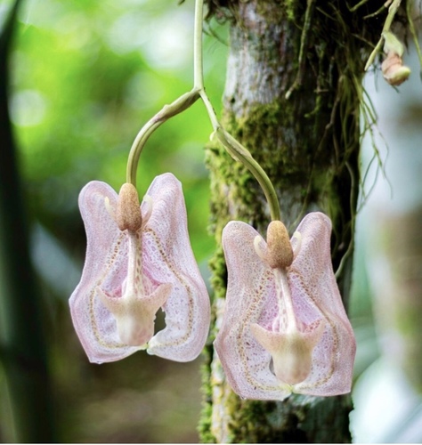 Photos of Bucket Orchids (Genus Coryanthes) · iNaturalist