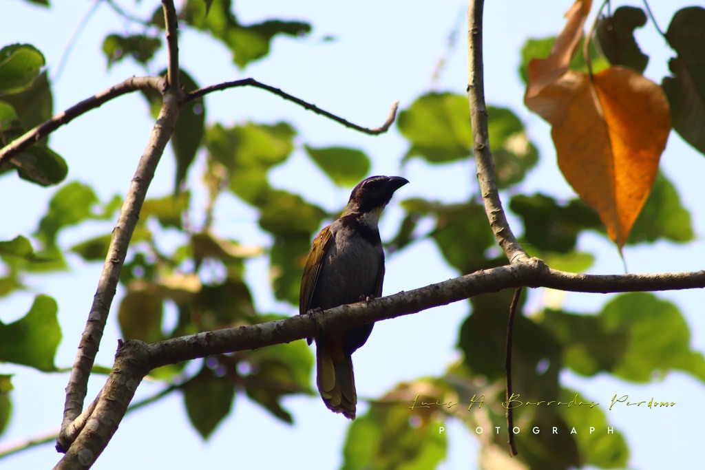 Black-headed Saltator from Reserva Territorial, Col. Santa Bárbara, Ver ...