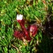 Drosera uniflora - Photo 由 John Enrique Baez Madariaga 所上傳的 (c) John Enrique Baez Madariaga，保留所有權利