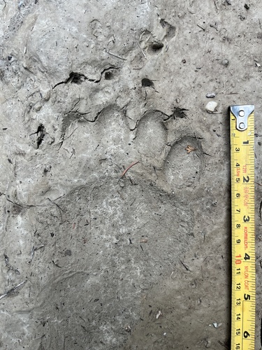 Black Bear Tracks – NatureTracking