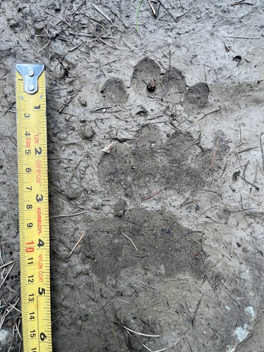 Black Bear Tracks – NatureTracking