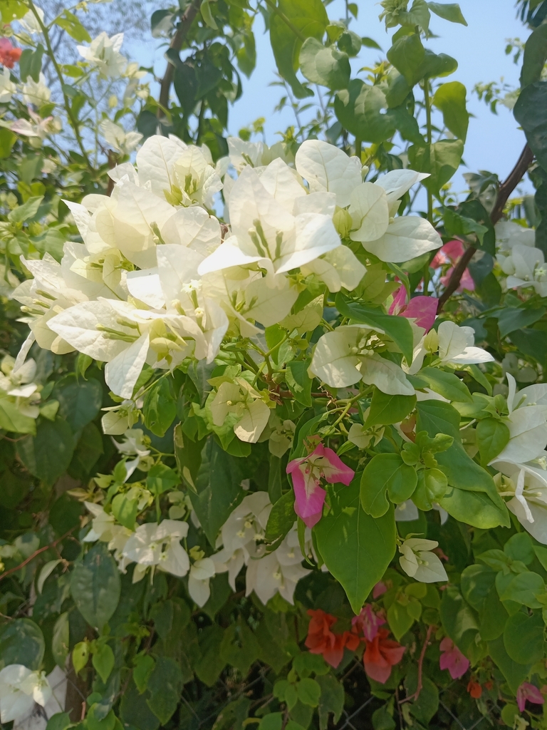 bougainvilleas from 86230 Tapotzingo, Tab., México on June 3, 2024 at ...