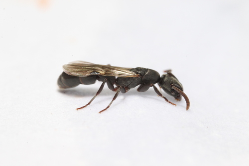 Platythyrea exigua