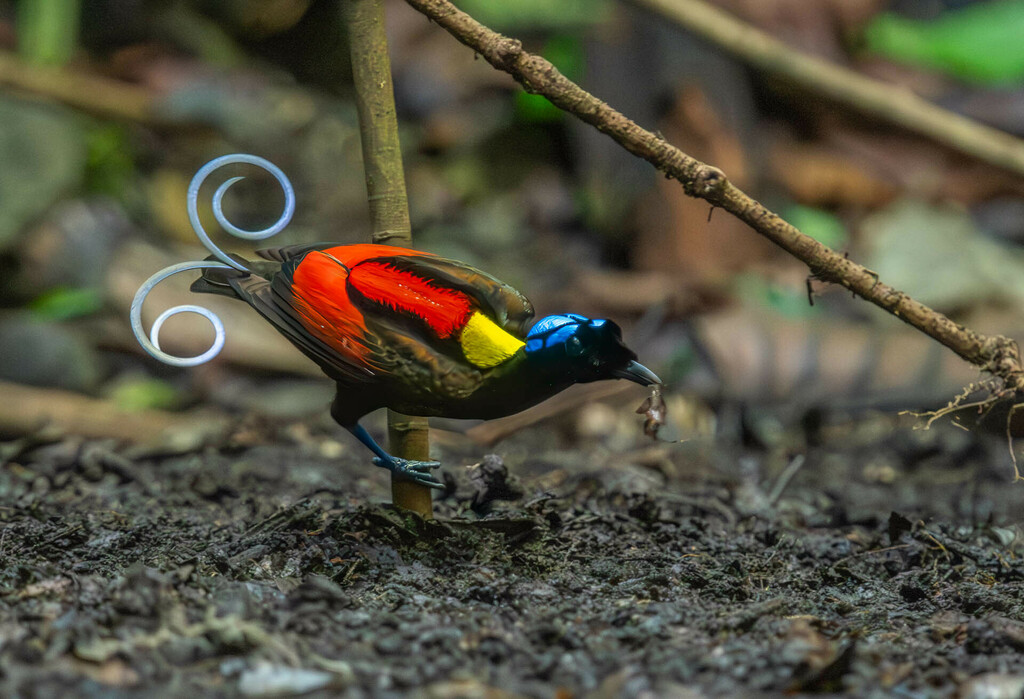 Wilson's Bird-of-Paradise photo