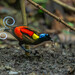 Wilson's Bird-of-Paradise - Photo (c) Marc Faucher, all rights reserved, uploaded by Marc Faucher