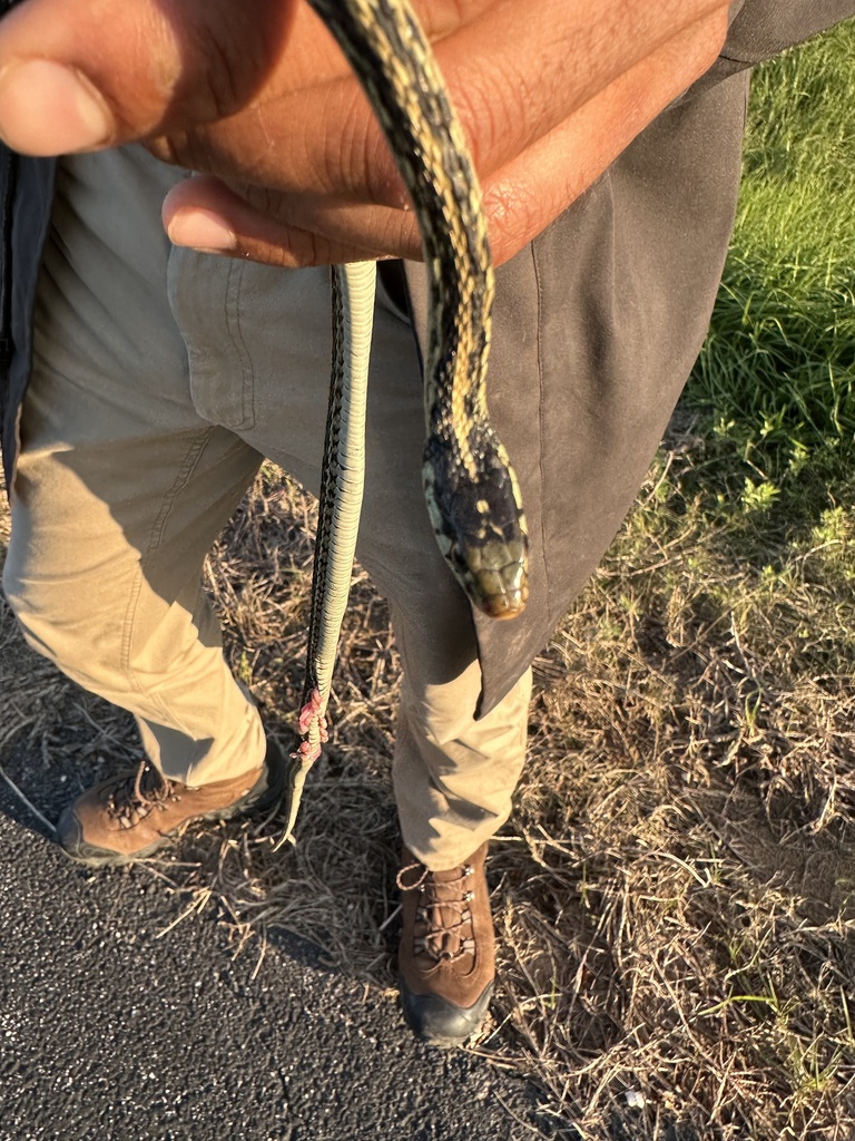 Common Garter Snake in June 2024 by Bird from the lemma. Endangered in ...