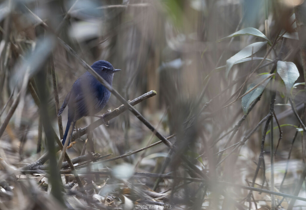 Chinese Shortwing (Brachypteryx sinensis) photo