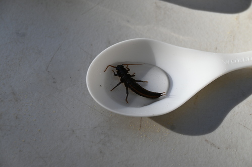 iNaturalist observation photo of Giant Stoneflies and Salmonflies