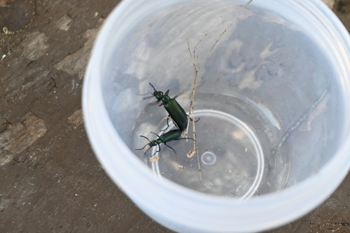 iNaturalist observation photo of Lytta chloris