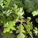 Quercus gambelii - Photo (c) dperino, todos os direitos reservados