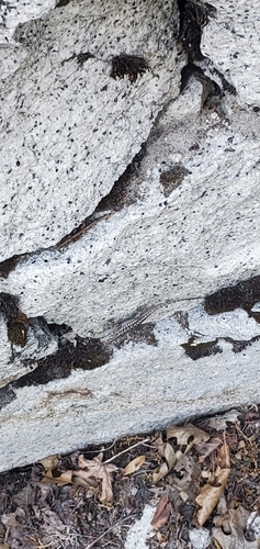 iNaturalist observation photo of Western Fence Lizard