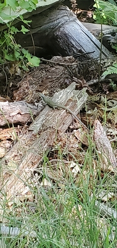 iNaturalist observation photo of Western Alligator Lizards