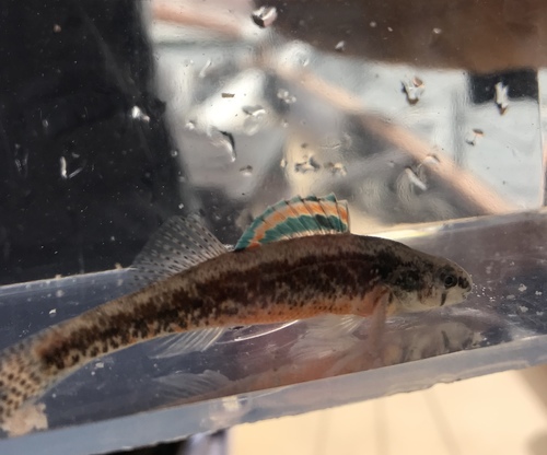 Iowa Darter