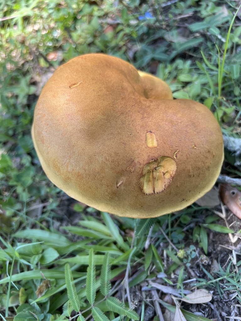 Boletus luridellus from Runnymeade St, Houston, TX, US on June 6, 2024