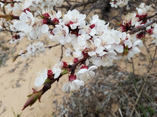 Davis' plum (Prunus alleghaniensis var. davisii)