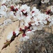 Prunus alleghaniensis - Photo (c) Greg J Schmidt, todos los derechos reservados, subido por Greg J Schmidt