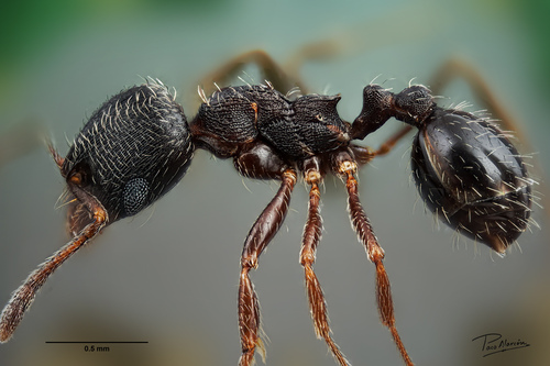 Oxyopomyrmex magnusOxyopomyrmex magnus
