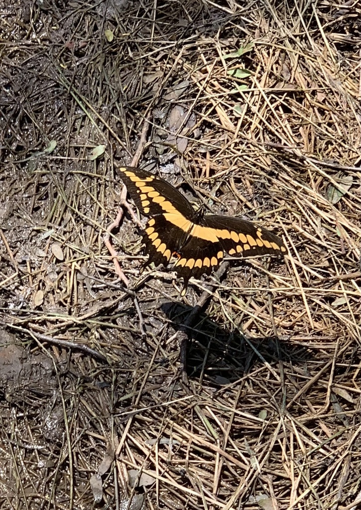 New World Giant Swallowtails and Allies from FM2728, Kaufman, TX, US