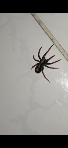 Ornate Tropical Wandering Spider