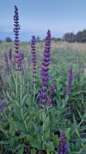 Purple Wood Sage